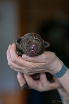 Labrador retriever s PP , Labradorsky retriever - 5