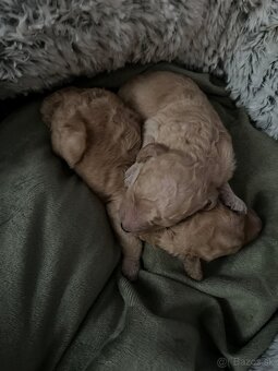 Pudel Toy/trpaslik bez pp - 5