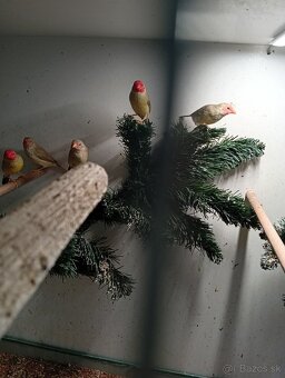 Astrild trstinový , drobotina - 5