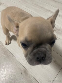 Francuzsky buldoček - 5