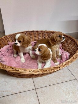 Cavalier king charles španiel, kavalier - 5