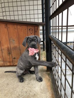 Na krytie Cane Corso - 5