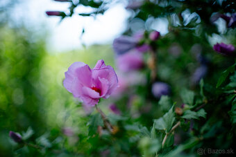 Objektív Canon FL 50 mm f1.4 - 5