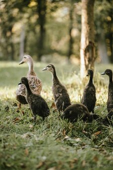 Predam indickych bezcov - 5