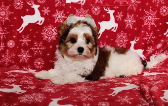 Yorkshire teriér, Biewer, Biro, Yorkshire teriér s PP - 5