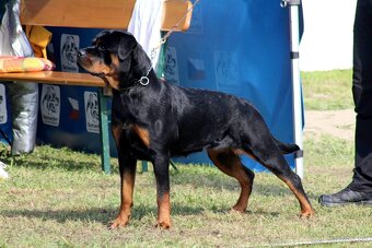 Rottweiler s PP  Rotvajler s PP Štenata rotvajlera s PP Šten - 5