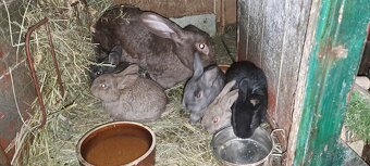 Predám králiky - 5