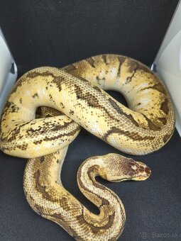 Pytón kráľovský-Python regius - 5