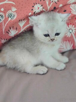 Britské mačiatka kocurik chinchilla - 5