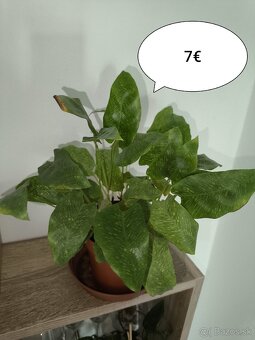 Izbové rastliny - 5