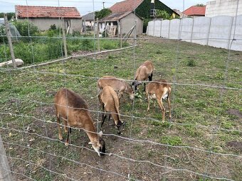 Na predaj ovce – kríženec kamerunskej ovce a muflóna - 5