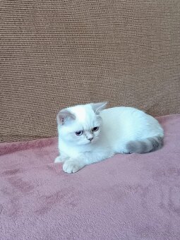 Britská modrá colorpoint - 5