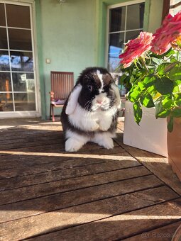 Zakrslý králik - 5