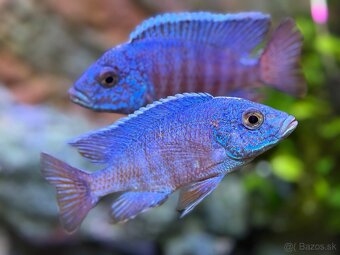 Africké cichlidy - 5