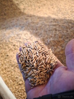 JAČMEŇ,PŠENICA,OVOS - 5