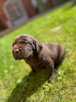 Labrador šteniatka - 5