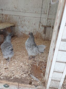 Predám mladých kohútov araucana levanduľových - 5