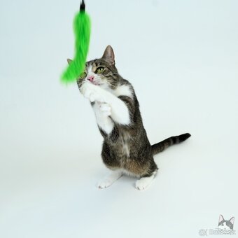 Citlivá mačička SASHKA hľadá domov - 5