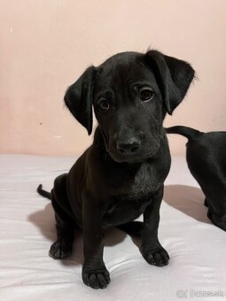 Steniatka labradora - 5