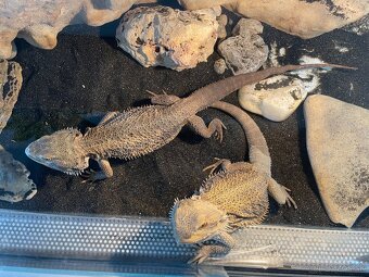 Predam 2x agamy bradate s terariom - 5