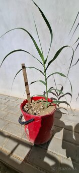 Ponuka bambusovu travu arundo - 5