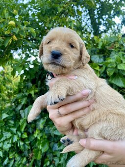 Zlatý retriever šteniatka - 5