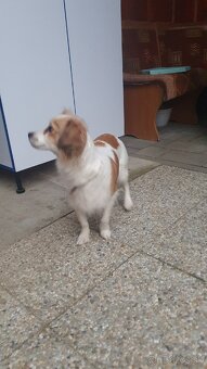 Darujem šteniatka - 5