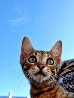 Bengalsky kocurik - 5