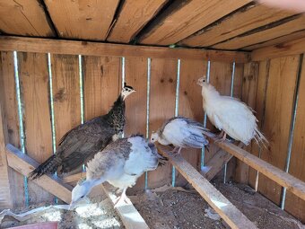 Predám mladé tohtoročné pávy - 5