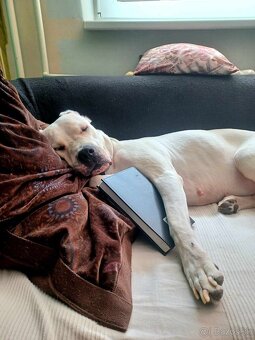 Argentínska doga sučka s PP - 5