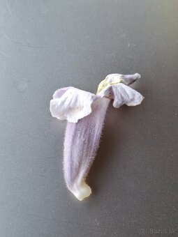 Paulownia semená - 5