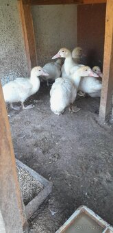 Predám morky bronzové a kačky - 5