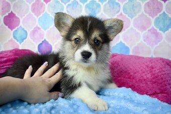 Welsh Corgi Pembroke s PP - 5