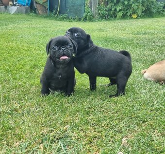 Mops - 5