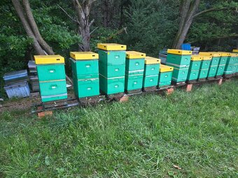 Včelia matka, kráľovná - 5