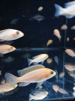 Aulonocara fire fish - 5