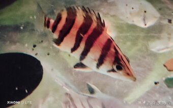 cichla intermedia+mix - 5