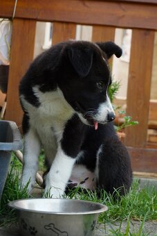 Roztomilé šteniatko hľadá milujúci domov 🐾❤️ - 5