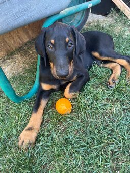 Doberman šteniatko- psík - 5