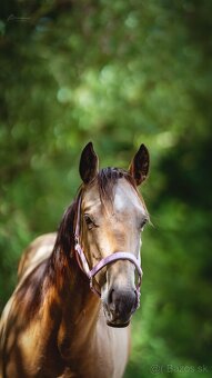 Buckskin klisna American Quarter Horse, Euro Futurity - 5