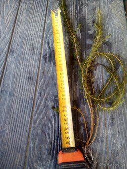 Okysličovacie rastliny do jazierka - 5