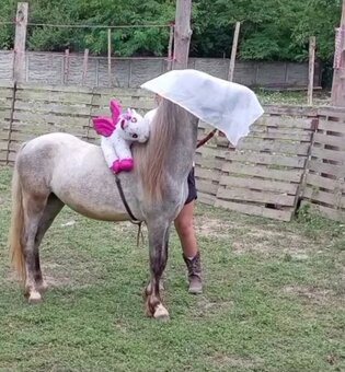 Pony kobylka - žrebná - 5