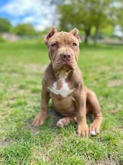 American bully XL - 5