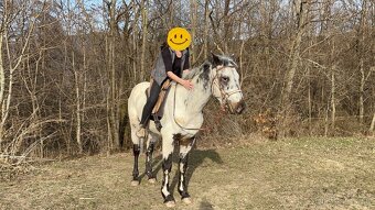 Appaloosa valach napredaj - 5