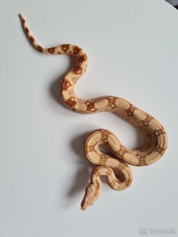 Veľhad Královský-Boa Constrictor tohto ročné - 5