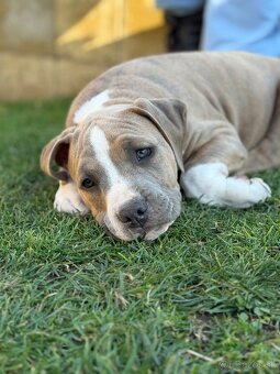 Americký stafordšírsky teriér s PP - 5