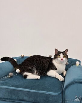 Mačička SAMANTA hľadá domov - 5