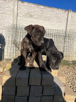 Americký bandog - 5