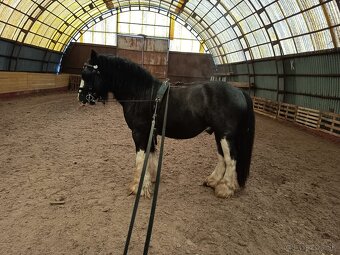 Pripúšťanie Írsky Cob - 5