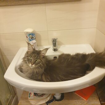 Maine Coon - 5